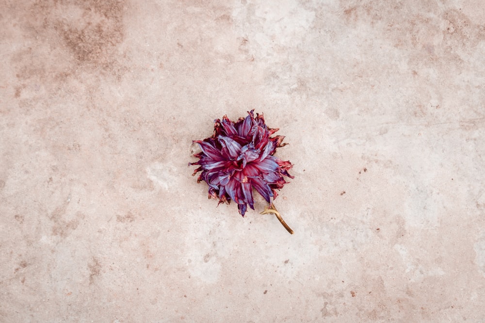 a single purple flower sitting on top of a cement floor