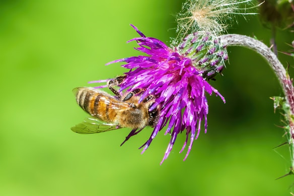 A close-up of a honeybee positioned on a vibrant purple thistle flower against a soft green background. The bee's wings are translucent and its body shows distinct brown and yellow stripes.