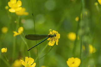 A delicate dragonfly resting on a teal and gold flower under a bright blue sky.