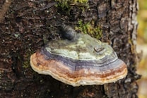 A multicolored fungus is growing on the rough, textured surface of a tree trunk. The visible layers of the fungus display shades of gray, brown, and green, with moss growing nearby. The setting appears to be natural, suggesting a forest environment.