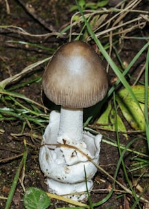 A single mushroom with a smooth, brown cap and white gills is growing amidst a layer of dry grass and dark soil. Its white stem is partially covered by remnants of a protective veil.