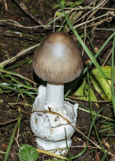 A single mushroom with a smooth, brown cap and white gills is growing amidst a layer of dry grass and dark soil. Its white stem is partially covered by remnants of a protective veil.