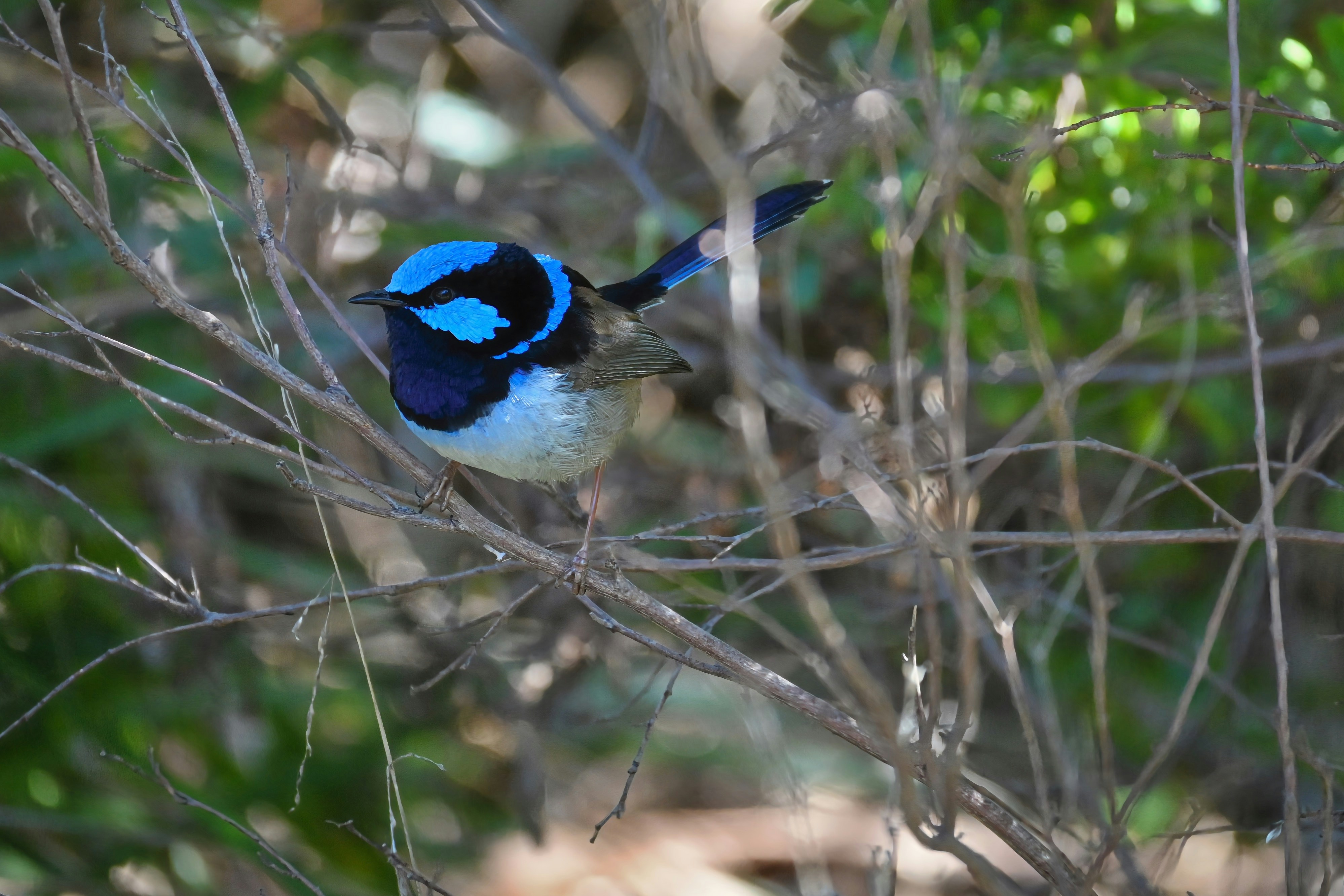 Superb Fairy Wren
