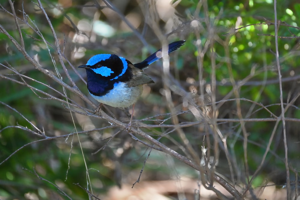 a blue and white bird sitting on a tree branch