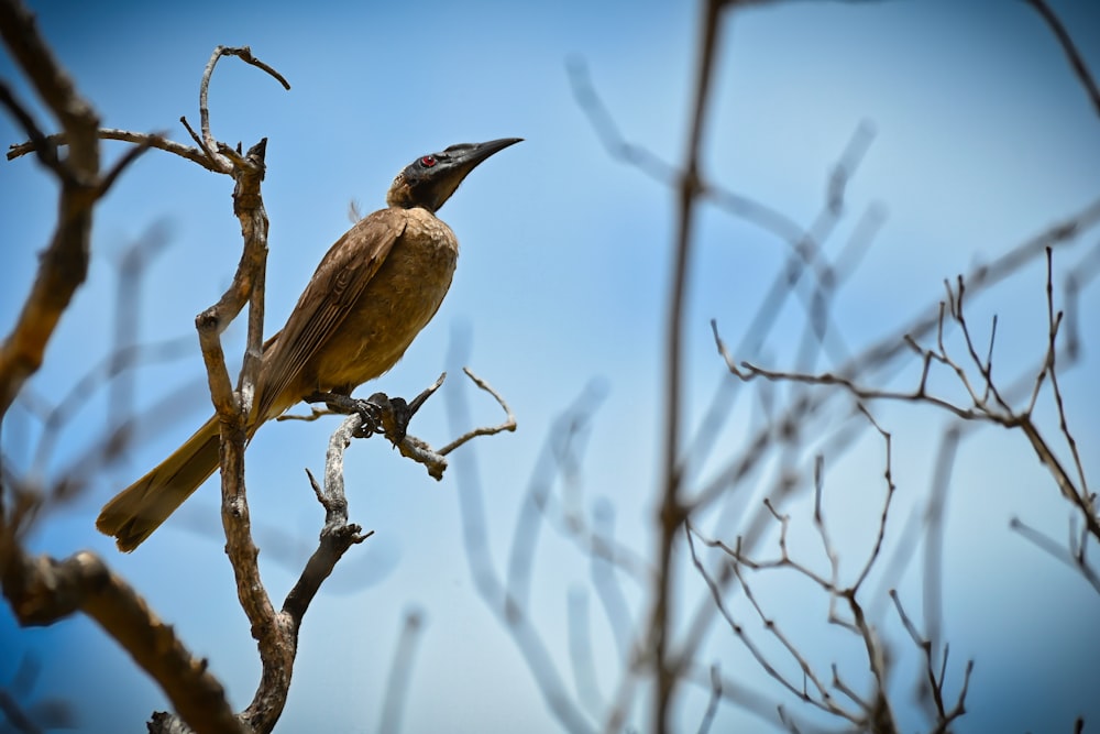 a bird sitting on top of a tree branch