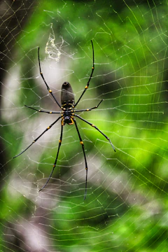 a black and yellow spider sitting on its web