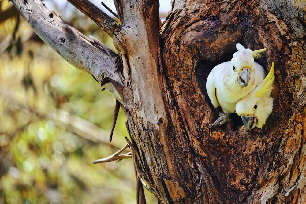 a white bird sitting in a hollow in a tree