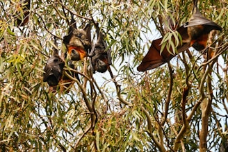 Several bats are hanging upside down among the dense branches and leaves of eucalyptus trees. The bats have dark wings and some have orange-brown fur visible around their heads and necks.