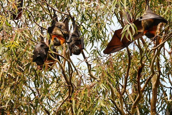 Several bats are hanging upside down among the dense branches and leaves of eucalyptus trees. The bats have dark wings and some have orange-brown fur visible around their heads and necks.