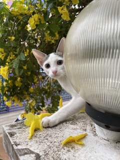 A curious cat with white fur and black markings peers from behind a large, spherical lamp. Yellow flowers surround the scene, both on the wall ledge and in the background, adding a splash of color.