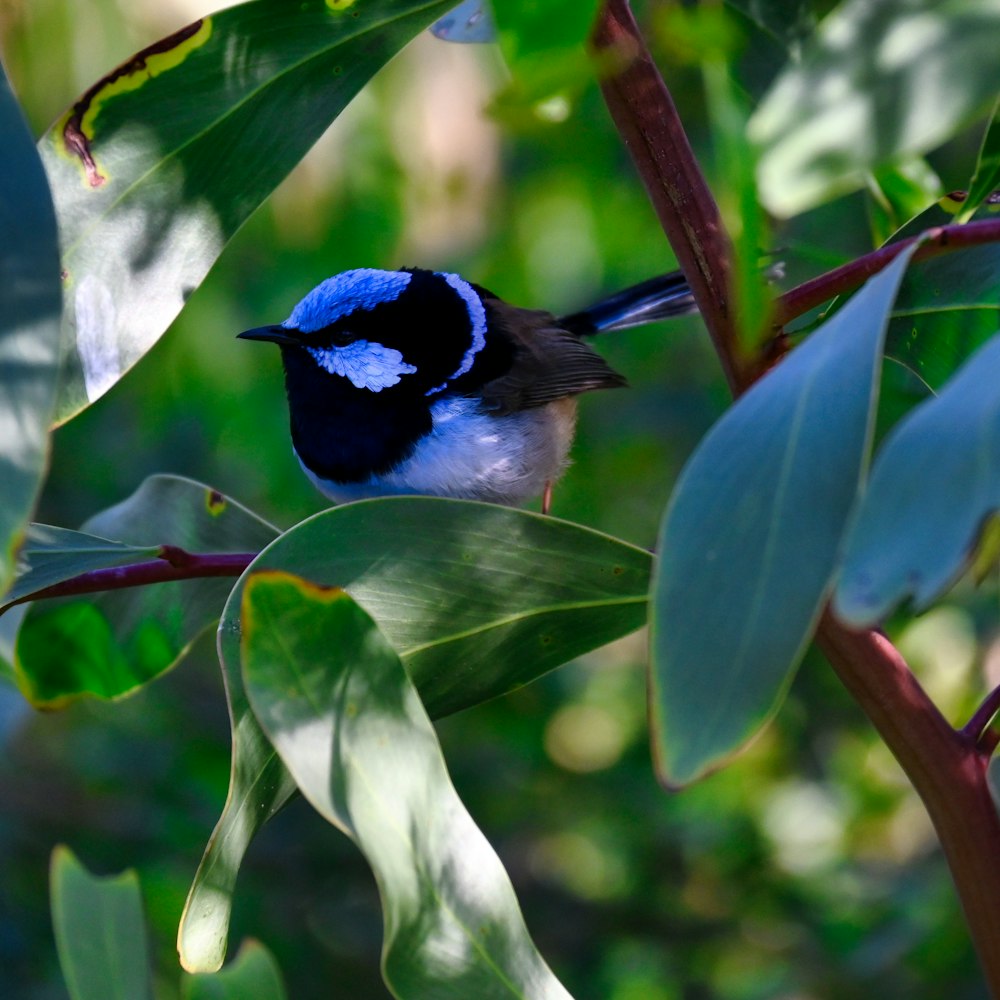 a small blue and black bird sitting on a tree branch