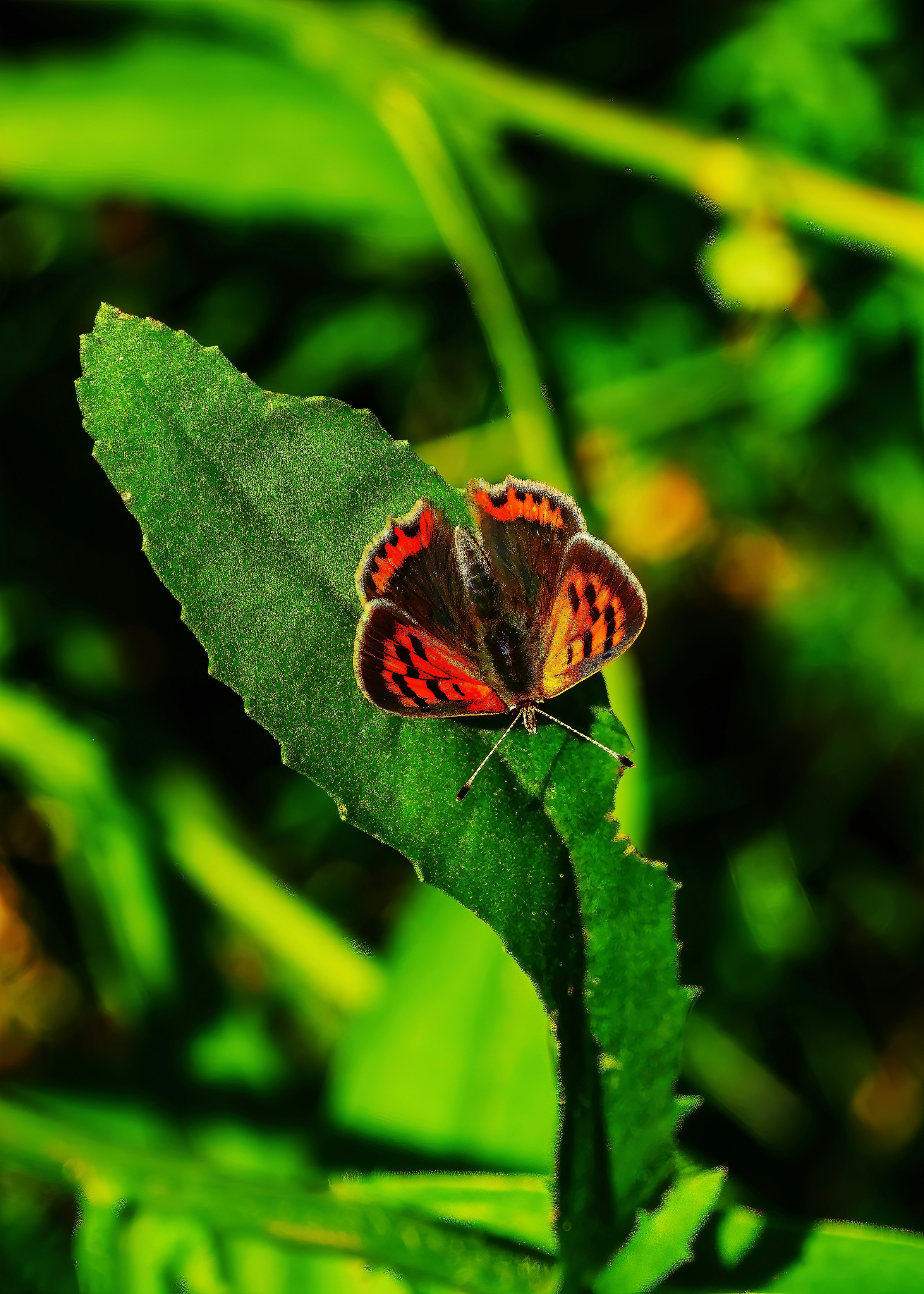 Photo by joijiojo