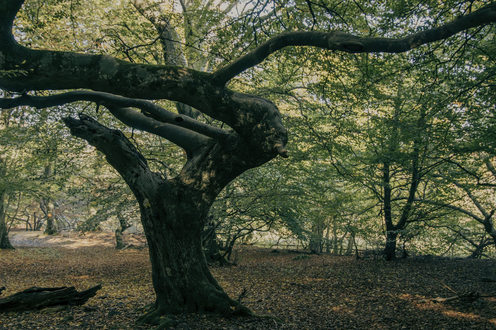 Hutan Cemara Kuno (Ancient Yew Forest)
