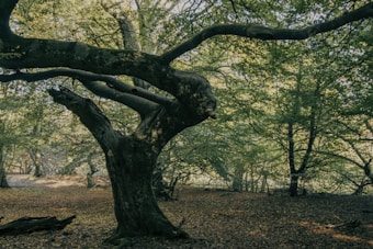 An ancient, gnarled tree stands prominently in a dense forest. Its thick, twisted branches extend outward, casting shadows on the leaf-covered forest floor. Sunlight filters through the lush green foliage, creating a serene and mystical atmosphere.