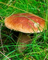 A large mushroom with a brown cap and a thick, beige stem is nestled among vibrant green grass.