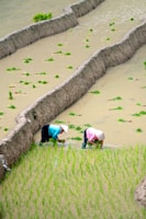 Two individuals are bent over as they plant rice seedlings in a flooded paddy field. They wear traditional conical hats and colorful, vibrant clothing, which contrasts with the muted tones of the water and soil. Rows of young rice plants are visible, suggesting the beginning stages of rice cultivation.