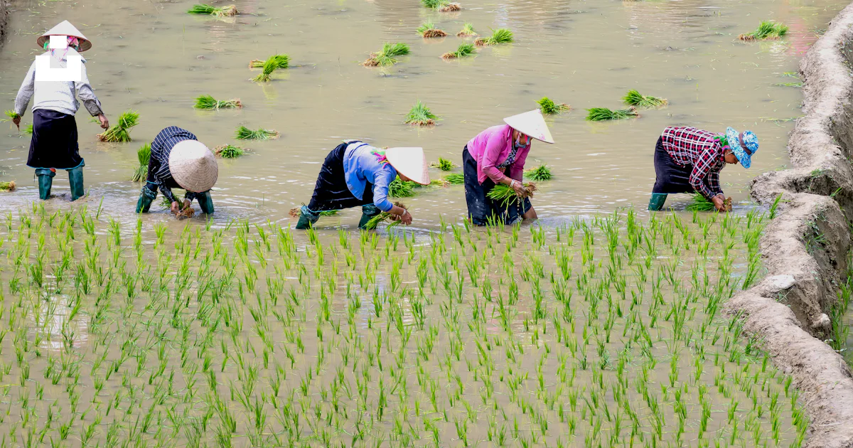 People Doing Rice A group of people working in a rice field photo – Free Girl Image on ...