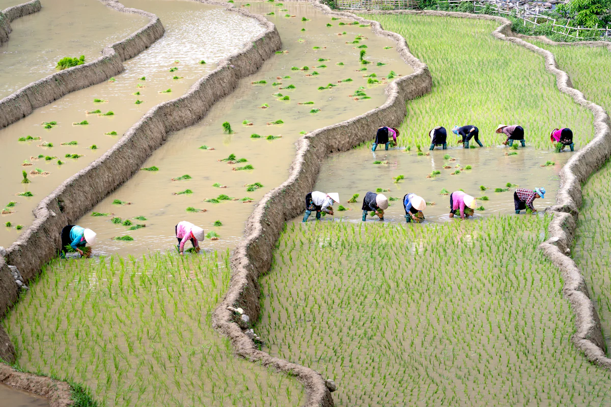 Farmers working a rice paddy field.