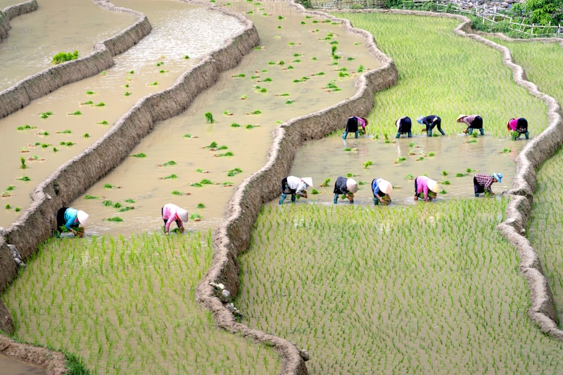 rice paddies, rice harvest, agricultural field, rice bags, farming equipment