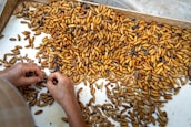 A large number of brown and yellow larvae or pupae are spread out on a flat surface. Two hands are seen sorting through them, possibly for selection or inspection purposes. The setting appears to be indoors, utilizing a white tray for sorting.