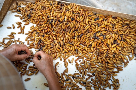 A large number of brown and yellow larvae or pupae are spread out on a flat surface. Two hands are seen sorting through them, possibly for selection or inspection purposes. The setting appears to be indoors, utilizing a white tray for sorting.