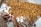 A large number of brown and yellow larvae or pupae are spread out on a flat surface. Two hands are seen sorting through them, possibly for selection or inspection purposes. The setting appears to be indoors, utilizing a white tray for sorting.