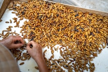 A large number of brown and yellow larvae or pupae are spread out on a flat surface. Two hands are seen sorting through them, possibly for selection or inspection purposes. The setting appears to be indoors, utilizing a white tray for sorting.
