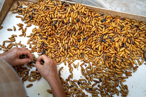 A large number of brown and yellow larvae or pupae are spread out on a flat surface. Two hands are seen sorting through them, possibly for selection or inspection purposes. The setting appears to be indoors, utilizing a white tray for sorting.