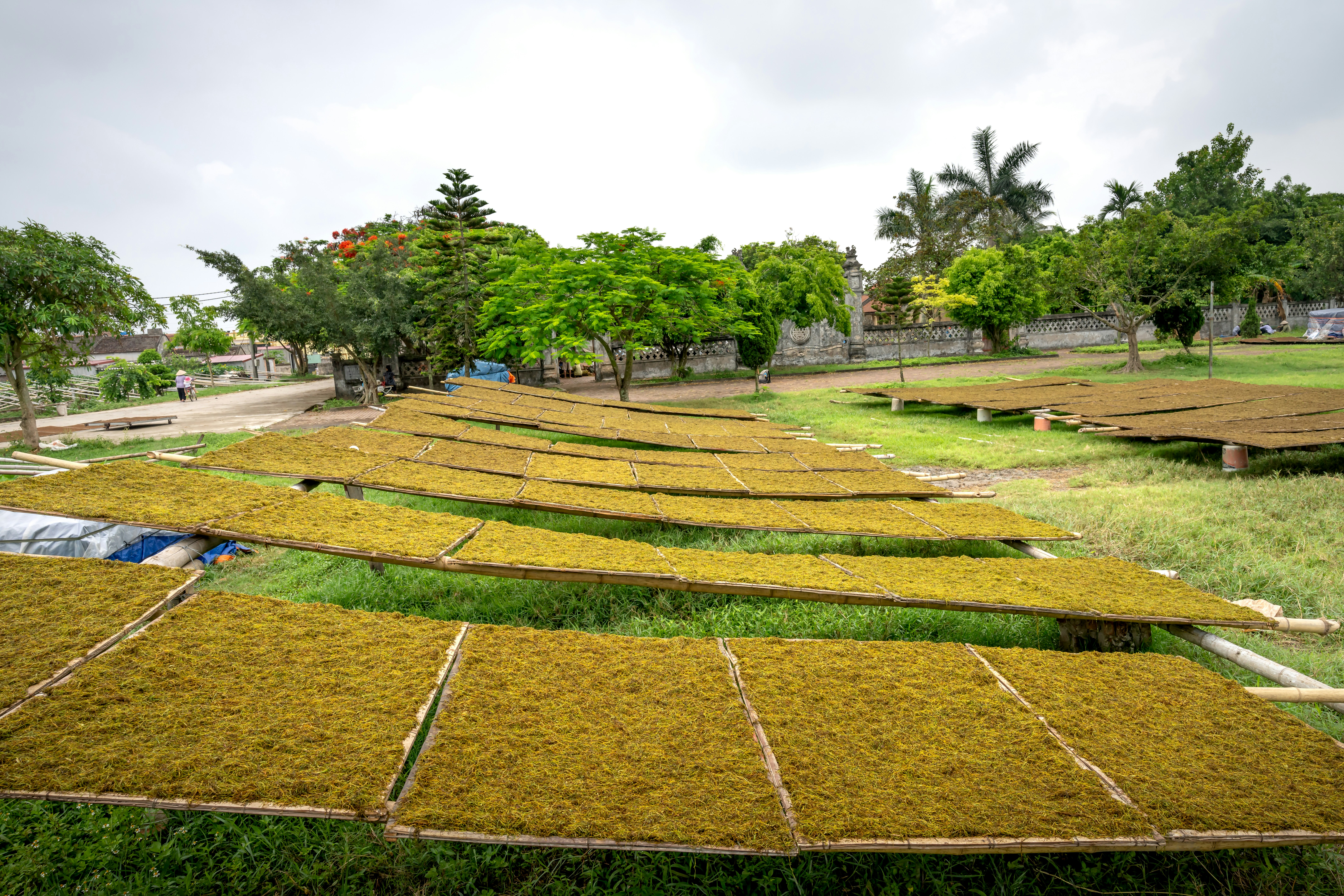 a field of grass with a row of trees in the background