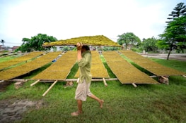 A person is carrying a large mat of herbs or grass on their head while walking on a grassy field. Several mats are laid out on wooden scaffolding in the background, likely for drying purposes. Trees and a partly cloudy sky are visible, suggesting an outdoor rural setting.