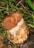 A wild mushroom growing among green blades of grass and brown leaves. The cap is a deep brown with a rough texture, while the stalk is lighter with a mottled appearance.