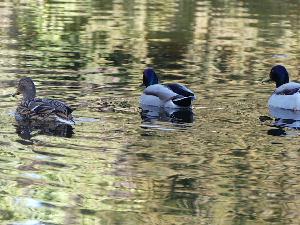 a couple of ducks floating on top of a lake