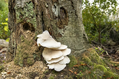 Large white mushrooms grow in clusters on the side of a tree trunk in a forested area. The tree bark is rough and shows signs of aging with patches of green moss. The forest floor around the tree is scattered with fallen leaves and small plants.