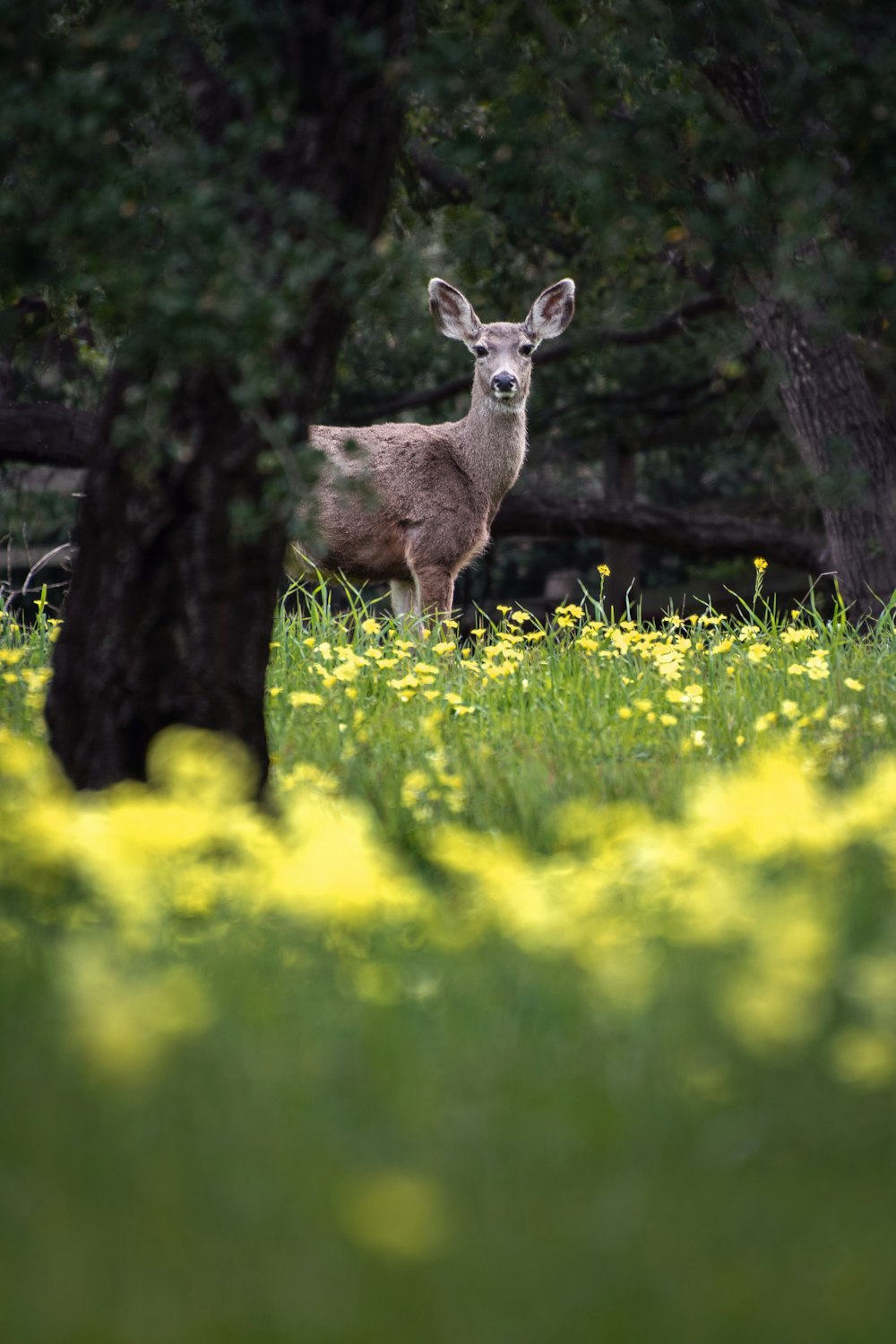 a deer standing in a field of yellow flowers