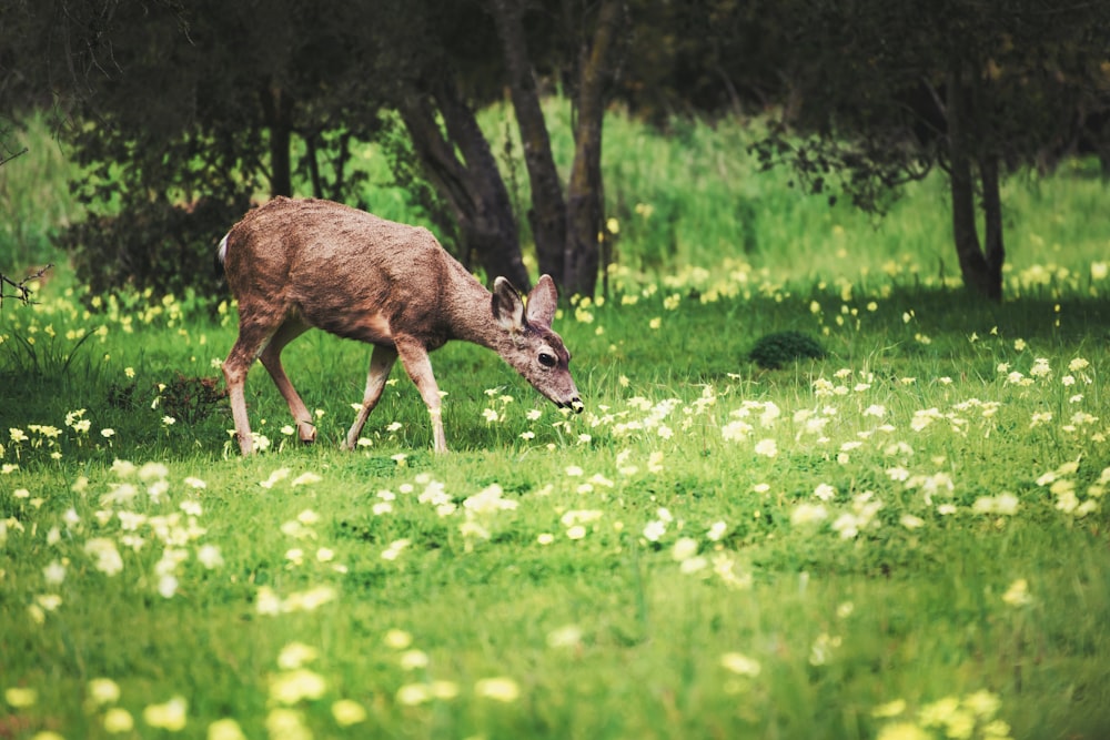 a deer walking through a lush green field