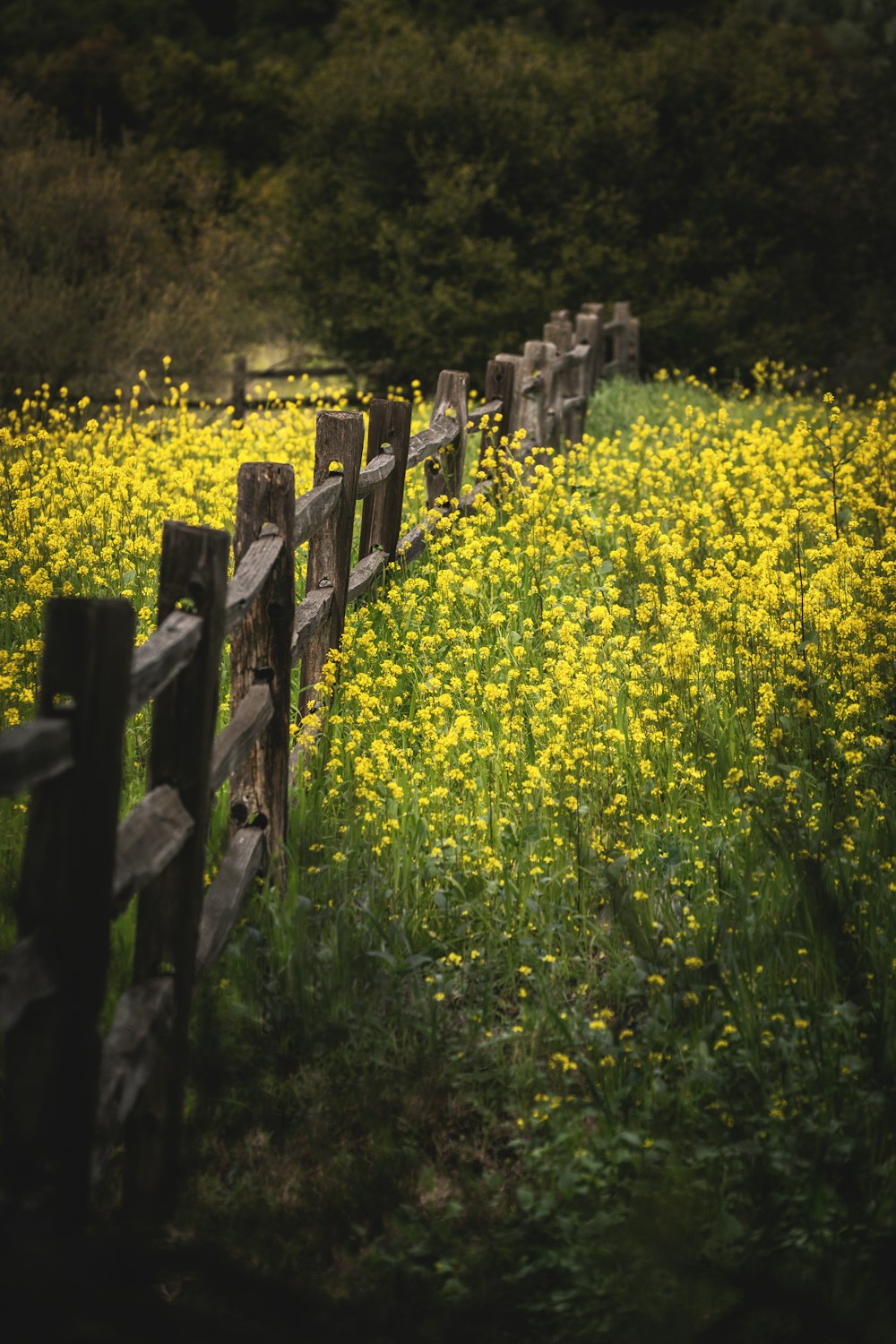 a field full of yellow flowers next to a wooden fence