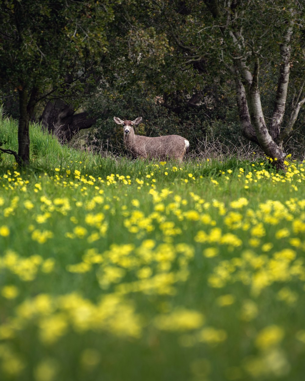 a deer standing in a field of yellow flowers