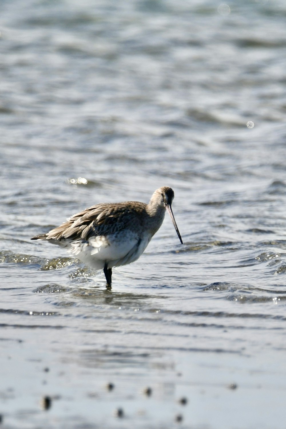 a bird with a long beak standing in the water