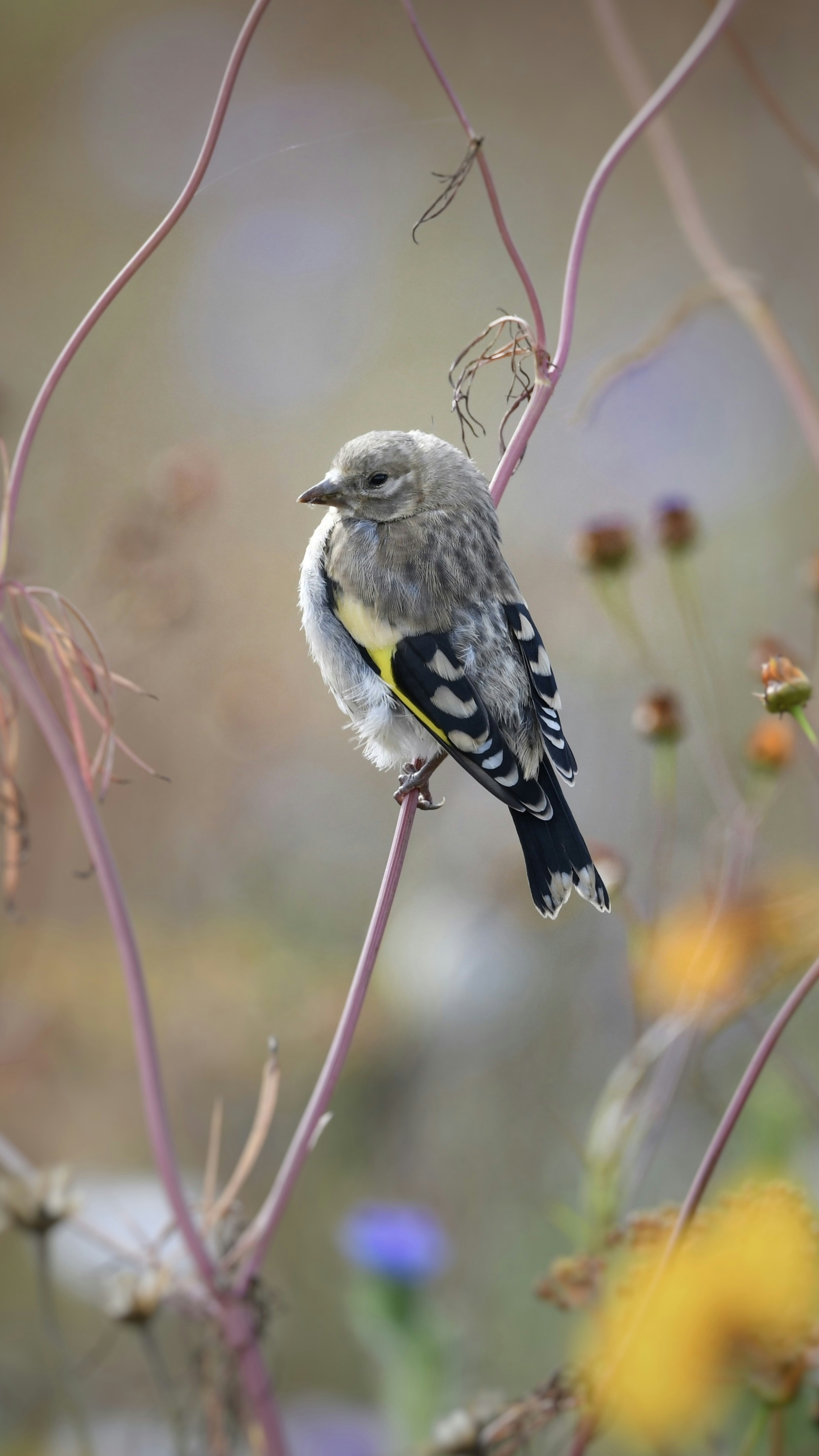 un petit oiseau perché au sommet d’une branche d’arbre