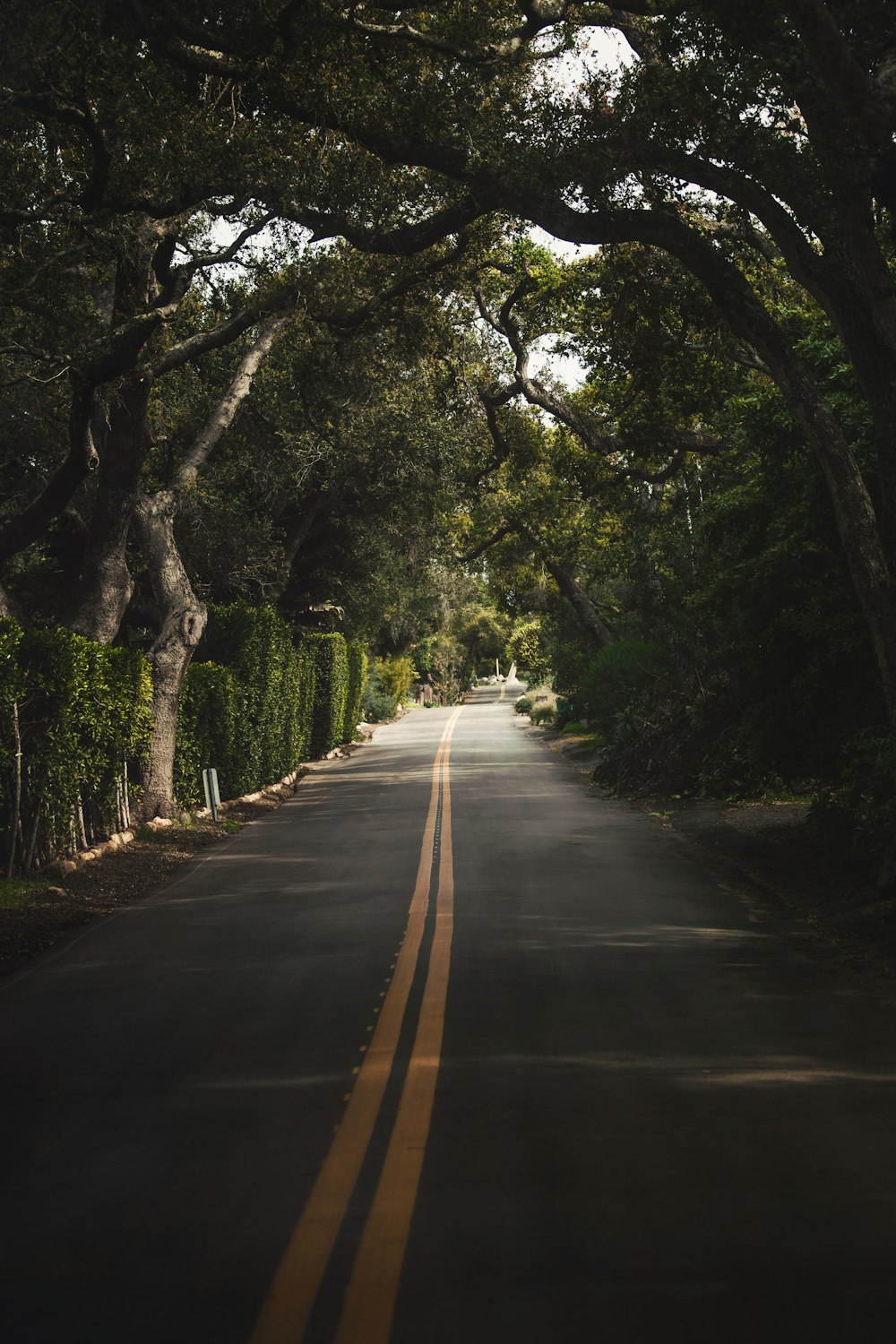 an empty street lined with trees and bushes