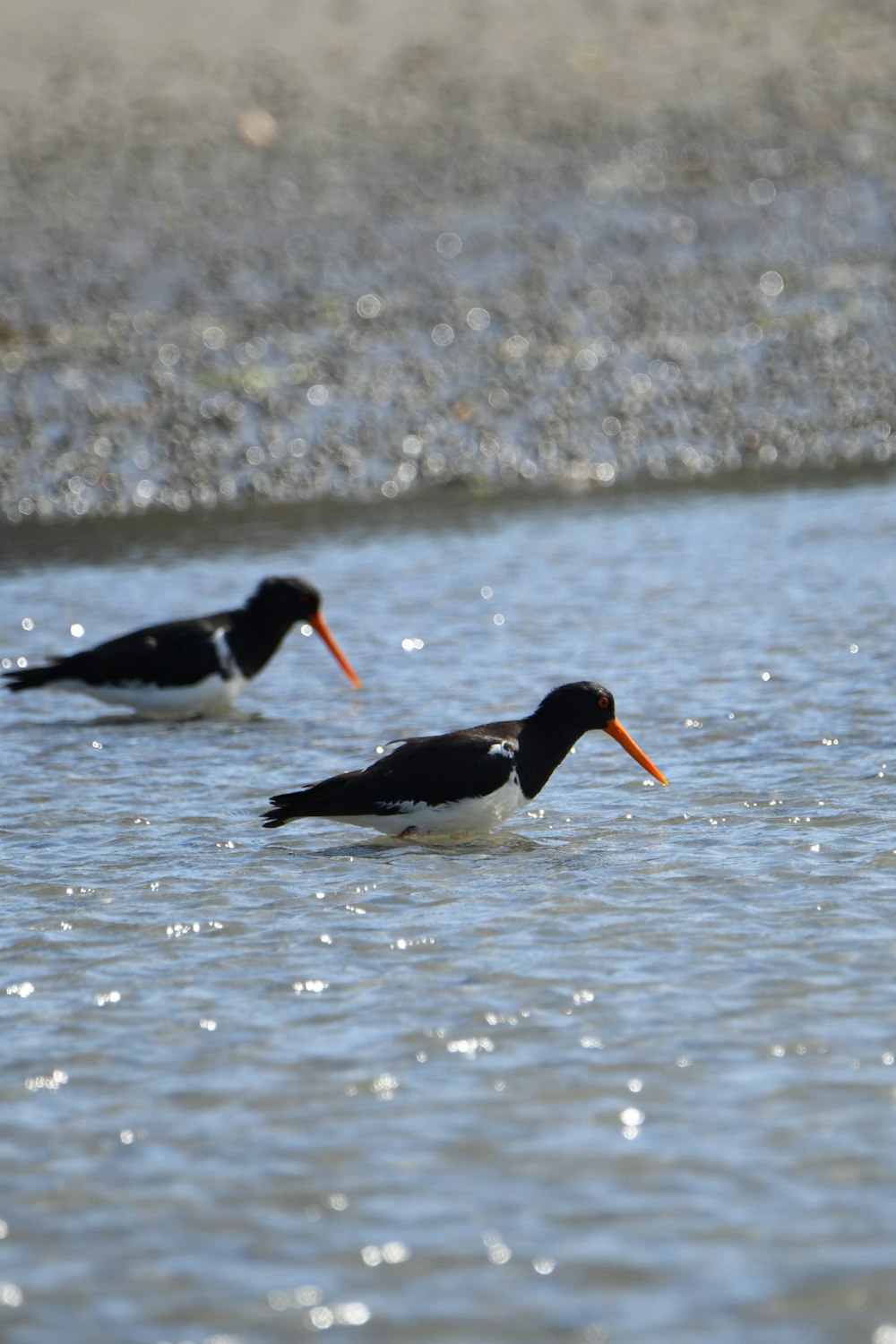 a couple of birds that are standing in the water