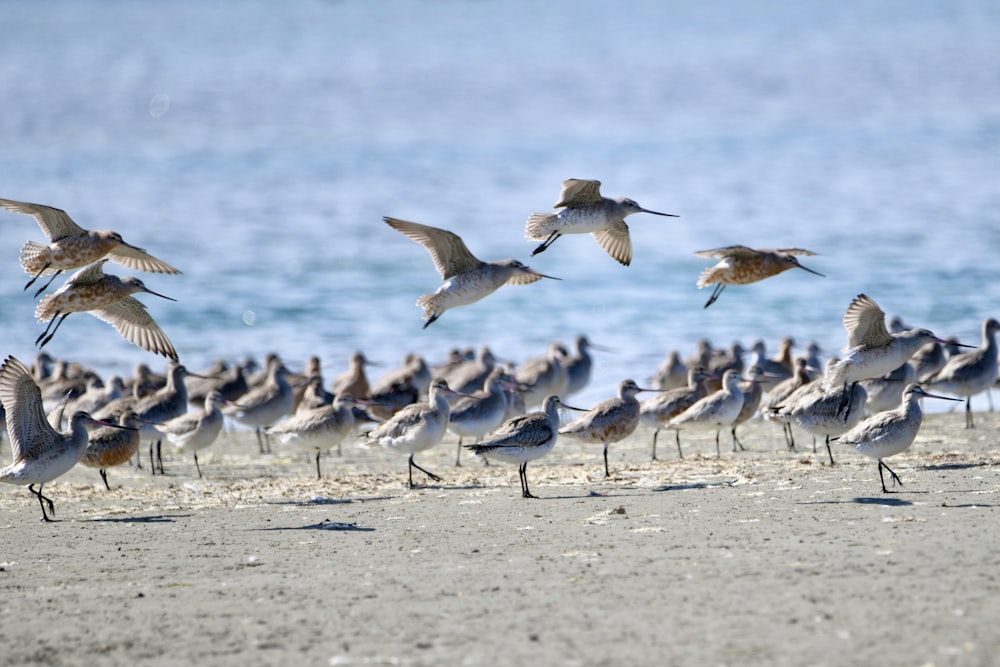 a flock of birds standing on top of a sandy beach