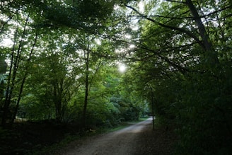 A winding forest path bathed in warm afternoon sunlight inviting forward movement.