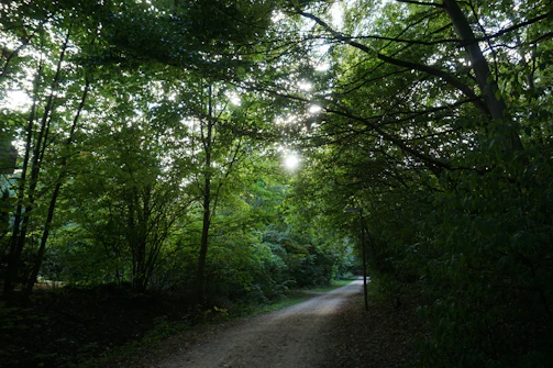 A serene jungle path leading toward a sunrise, symbolizing new beginnings.