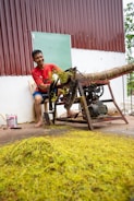A person in a red shirt is manually operating a machine used for processing or handling leaves or fibrous plants. The machine is positioned beside a building with a corrugated metal wall. In front of the machine, there is a pile of green plant material on the ground.