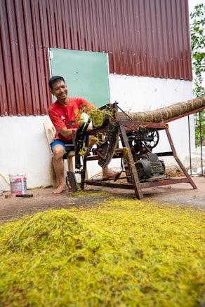 A person in a red shirt is manually operating a machine used for processing or handling leaves or fibrous plants. The machine is positioned beside a building with a corrugated metal wall. In front of the machine, there is a pile of green plant material on the ground.