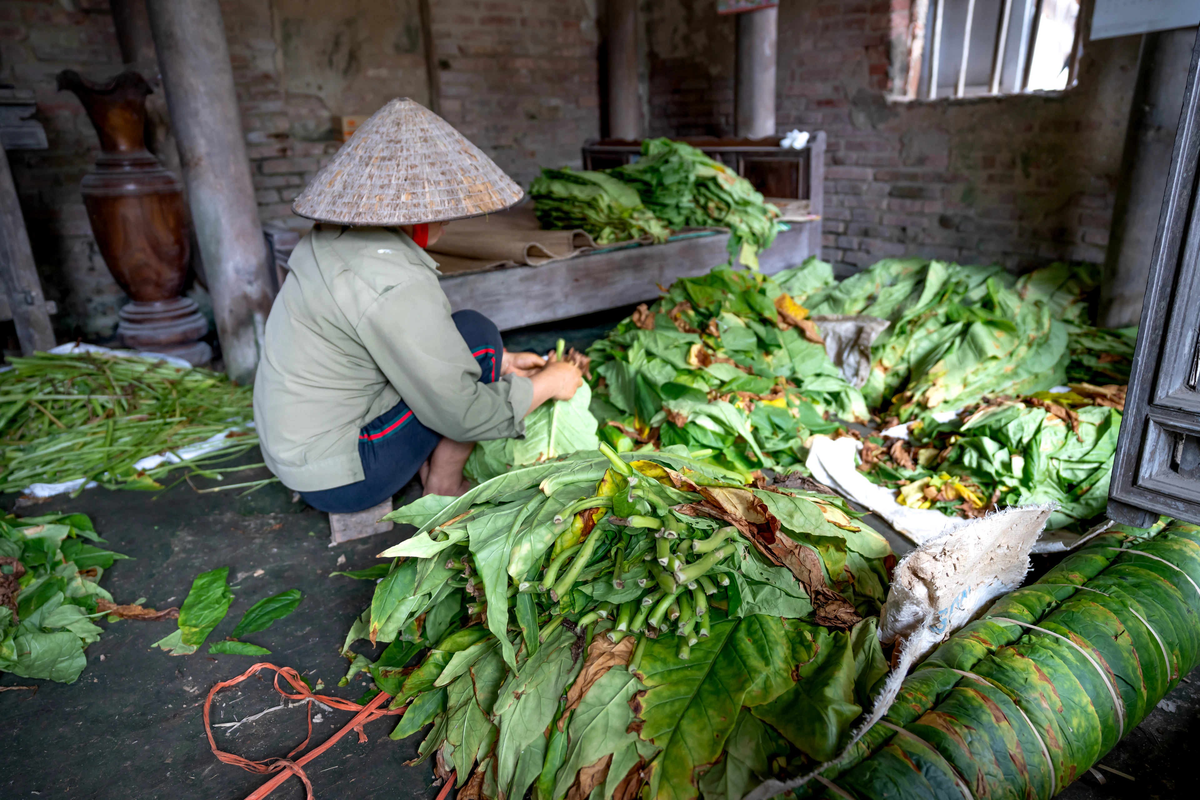 Tra Que vegetable village, Hoi An