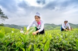 Workers carefully plucking tea leaves by hand under a bright sky.