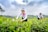 Workers in traditional attire harvest tea leaves in a lush, green plantation with rolling hills in the background. The sky is cloudy, adding a dramatic contrast to the vibrant greenery. The individuals appear engaged and content while tending to the plants.