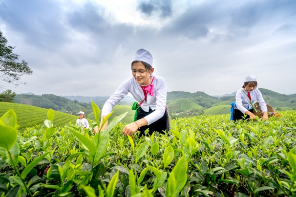Farmers carefully harvesting tea leaves under soft sunlight, showcasing hands-on care